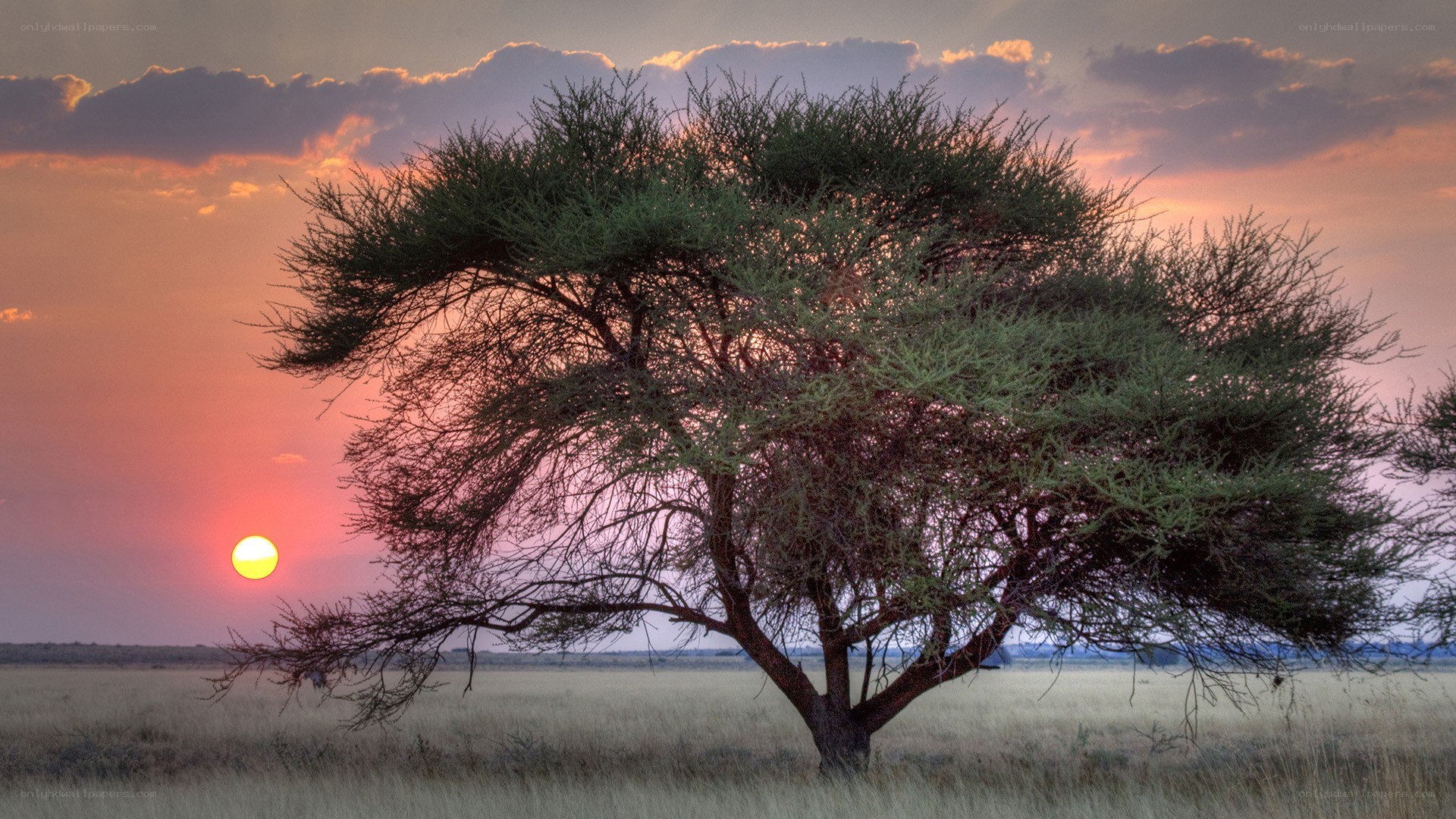 Sunset over a lone tree
