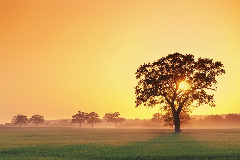 Sunset over a lone tree