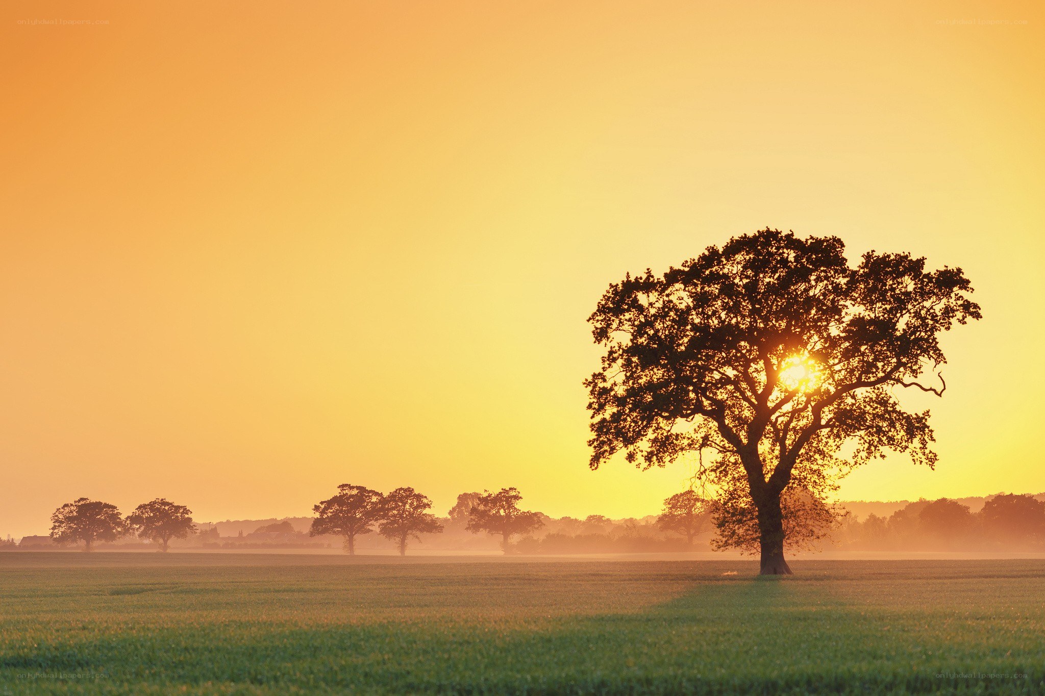 Sunset over a lone tree