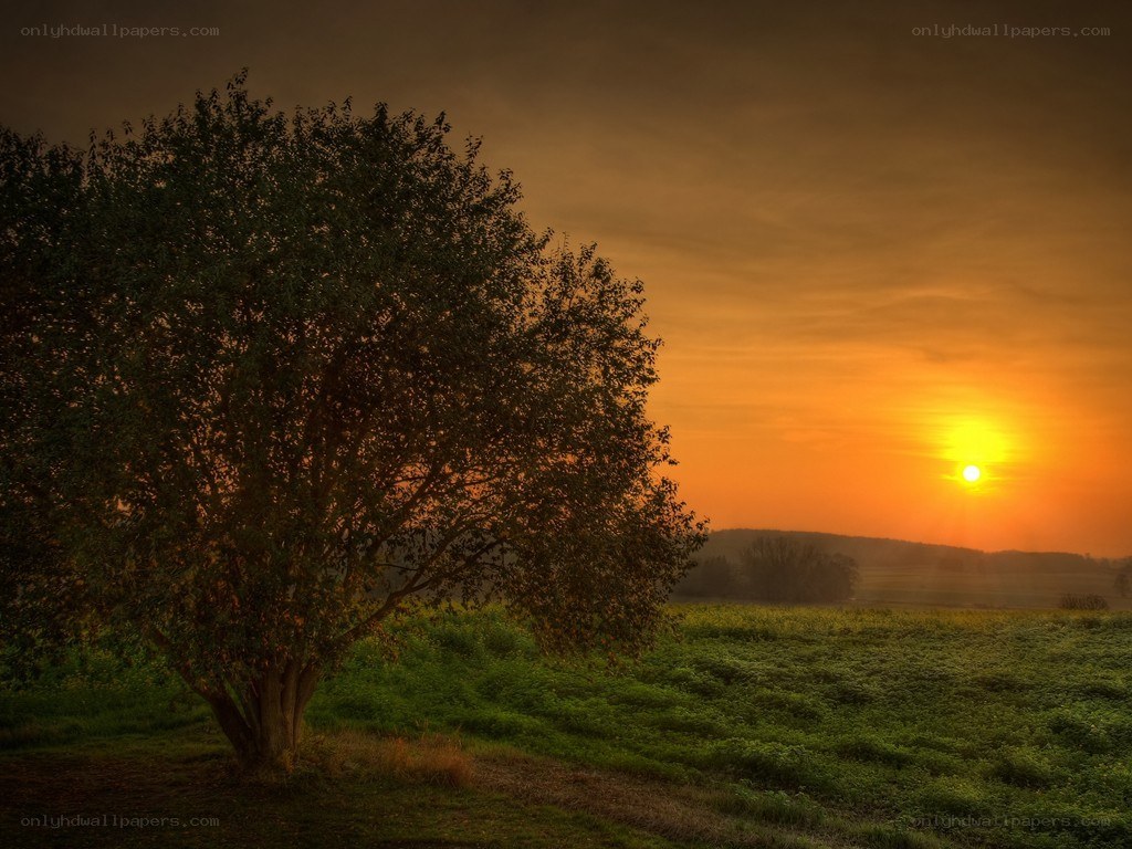 Sunset over a lone tree