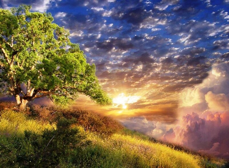 Sunset over a lone tree