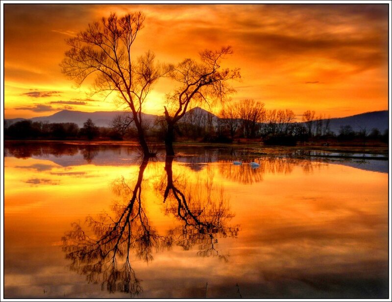 Sunset over a lone tree
