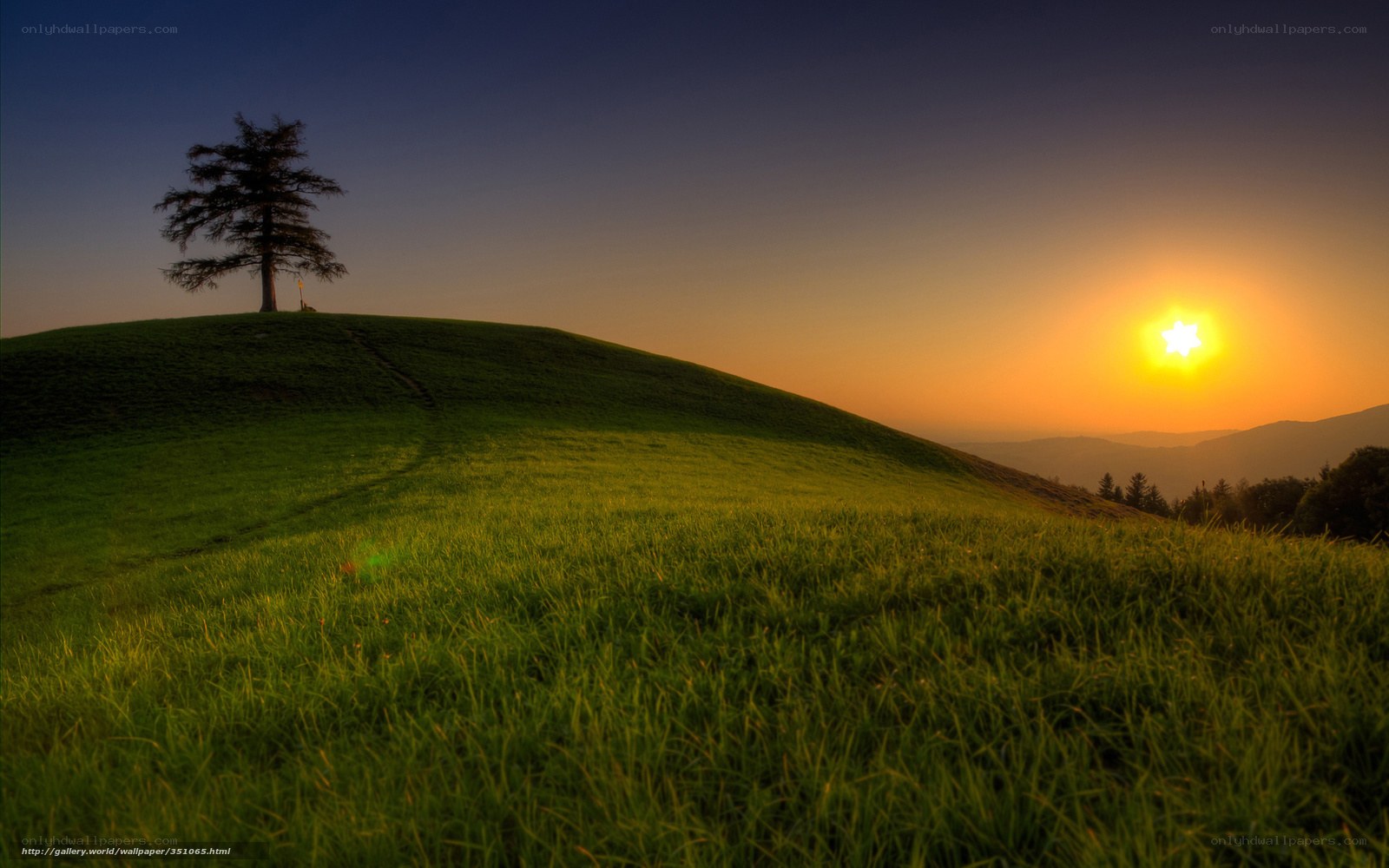 Sunset over a lone tree hill
