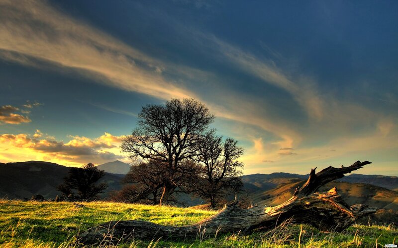 Sunset over a lonely tree