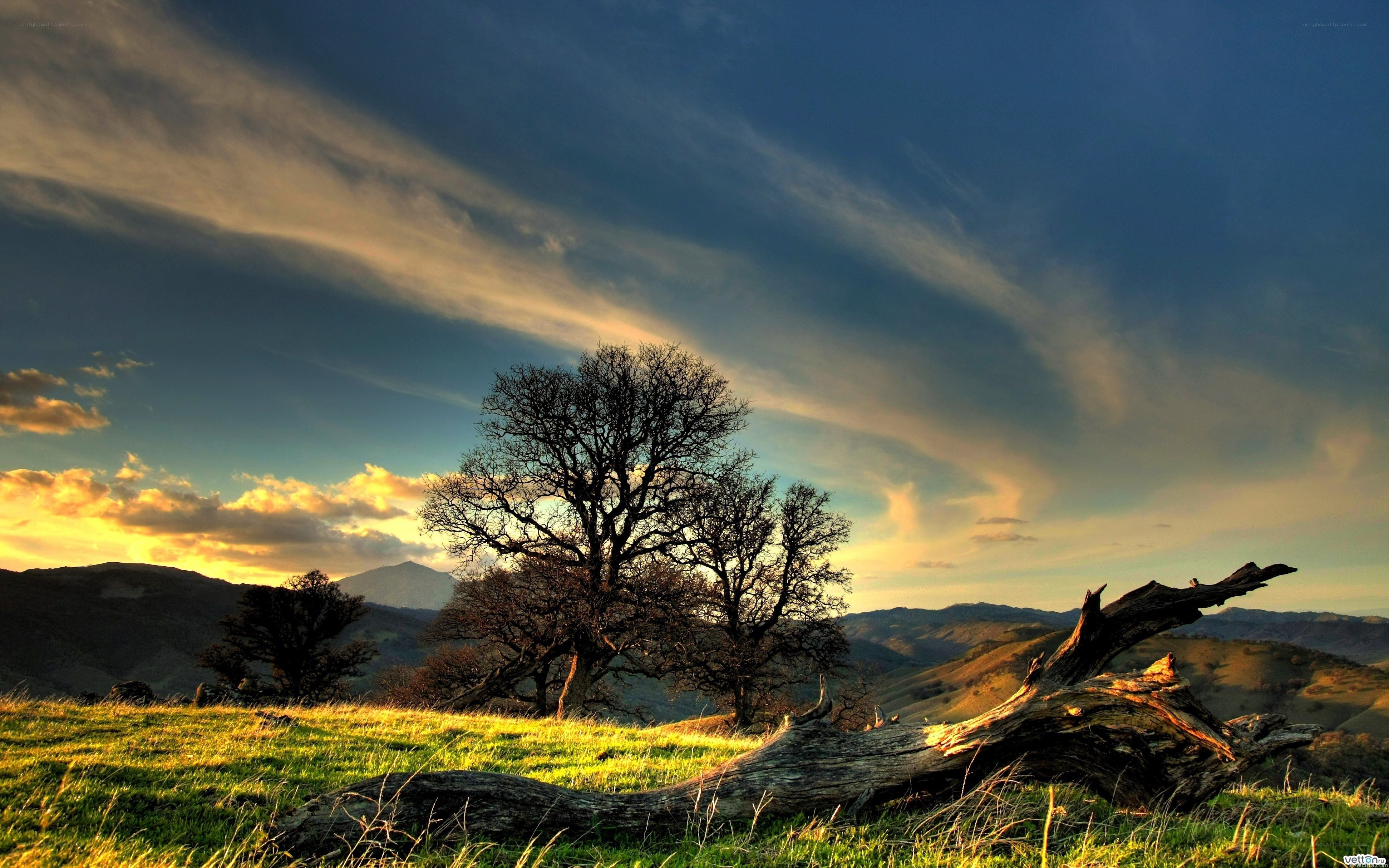 Sunset over a lonely tree