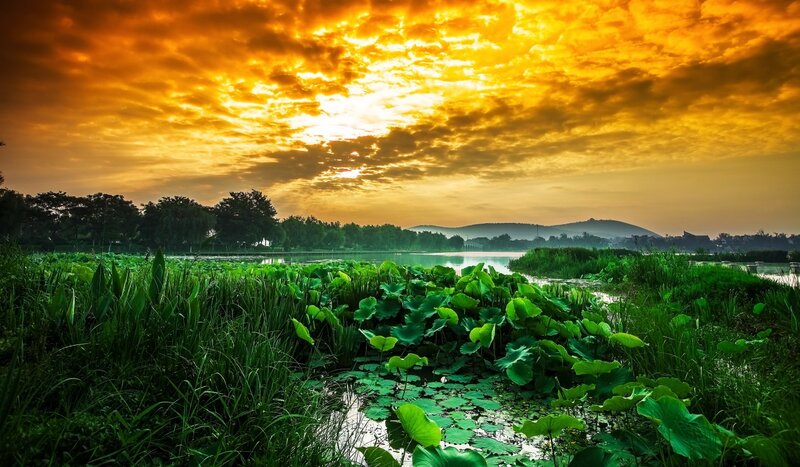 Sunset over a lotus pond