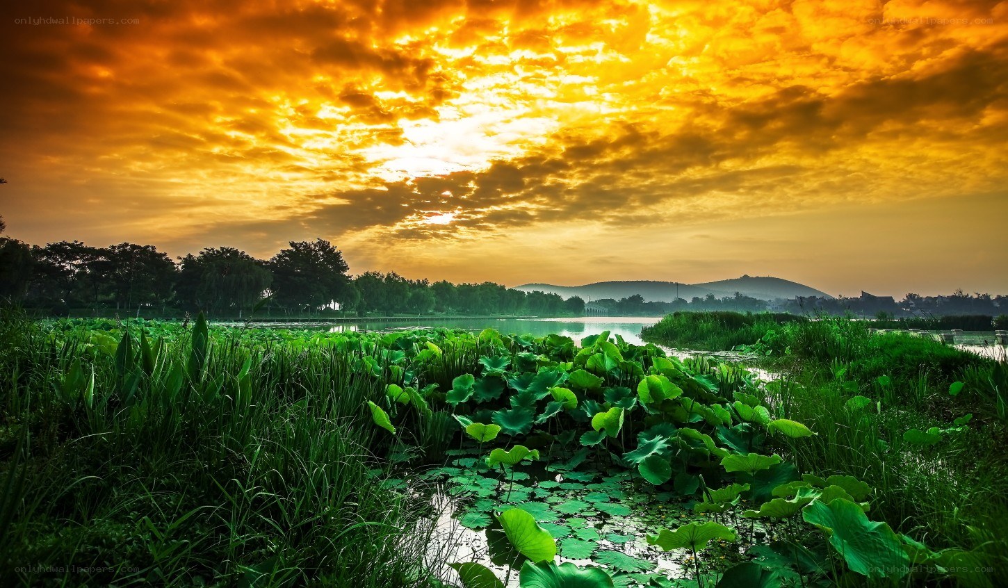 Sunset over a lotus pond