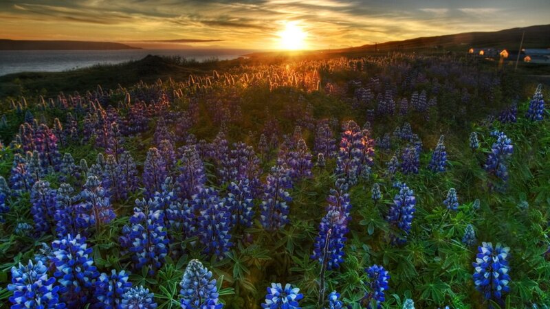 Sunset over a lupine field