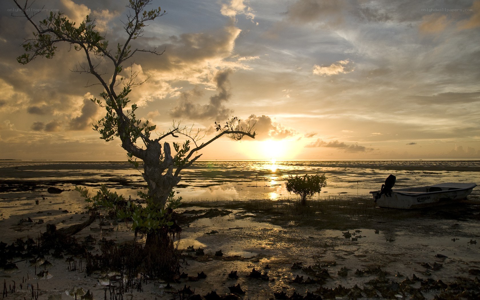 Sunset over a mangrove swamp