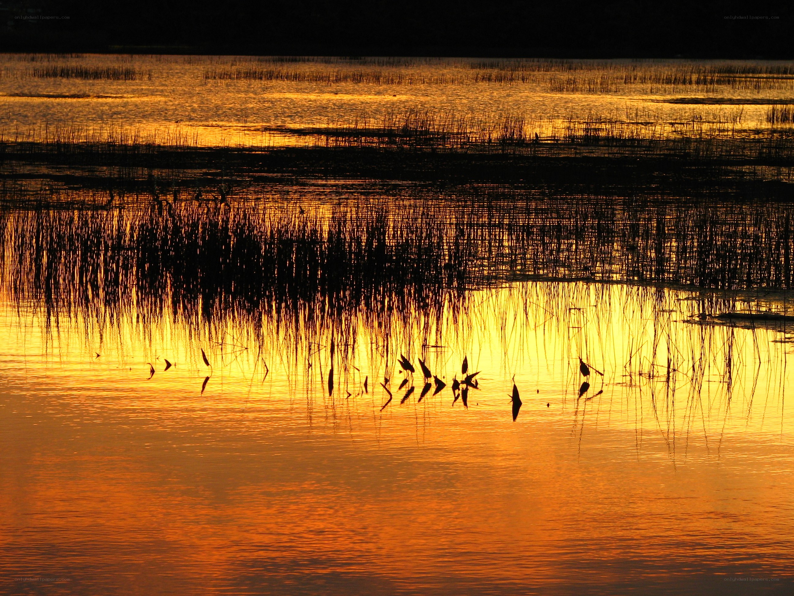 Sunset over a marsh
