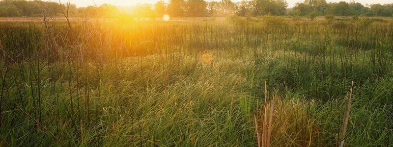 Sunset over a marsh field