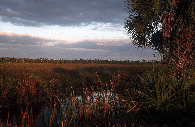 Sunset over a marsh landscape