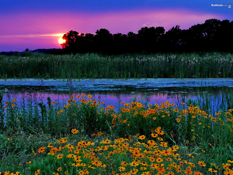 Sunset over a marsh with wildflowers