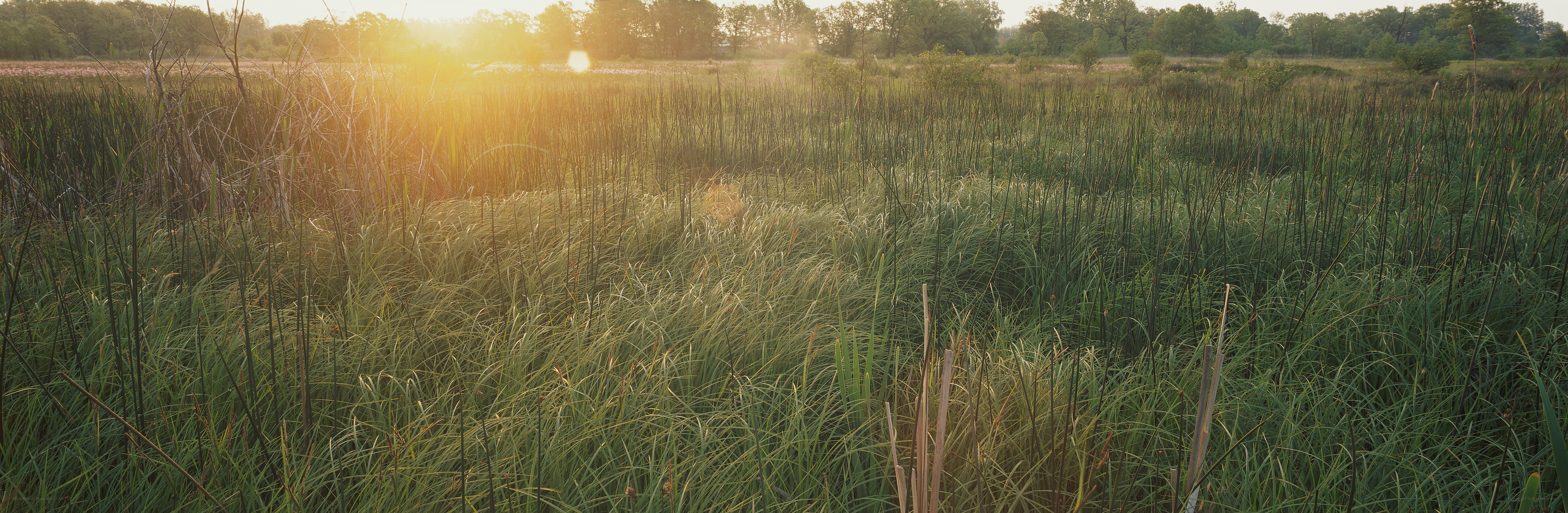 Sunset over a marshy field