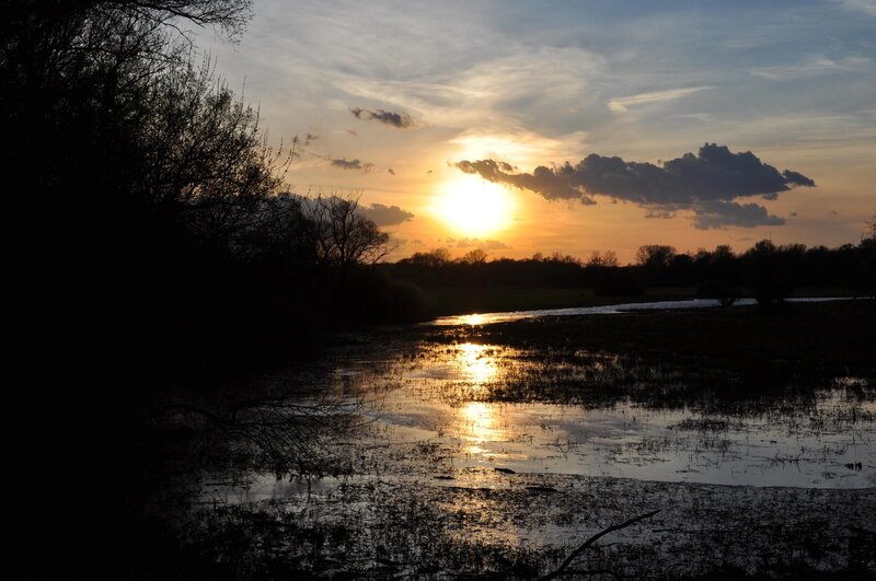 Sunset over a marshy landscape
