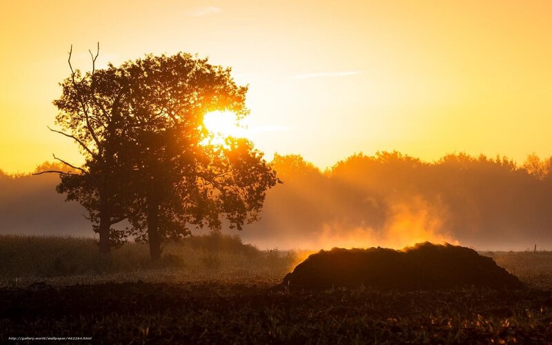 Sunset over a misty field