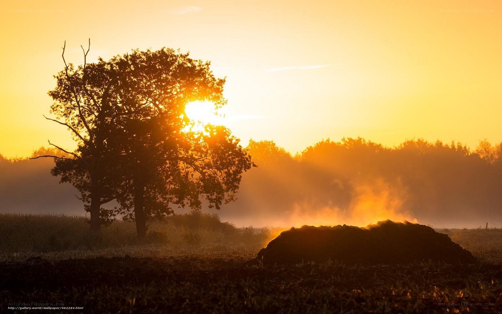 Sunset over a misty field