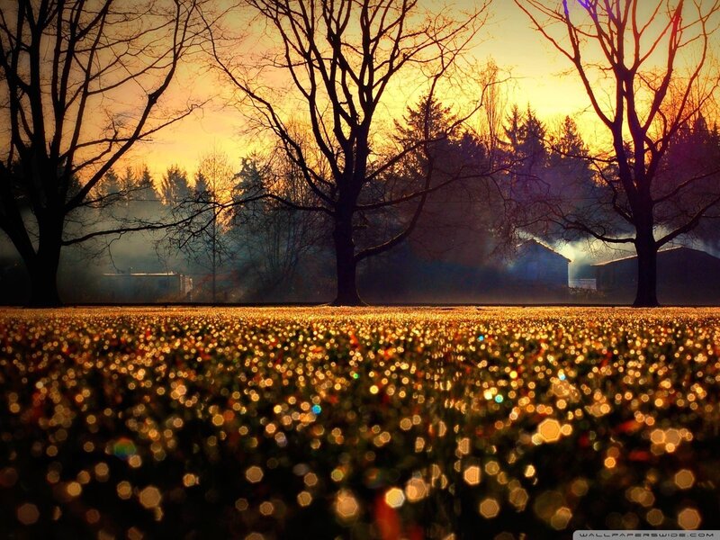 Sunset over a misty field