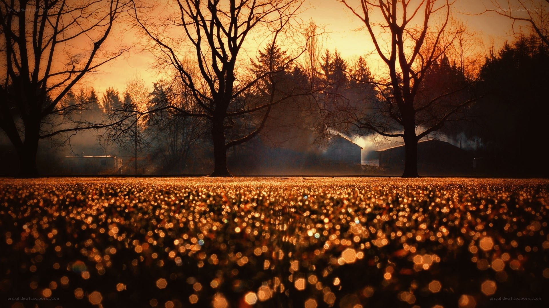 Sunset over a misty field