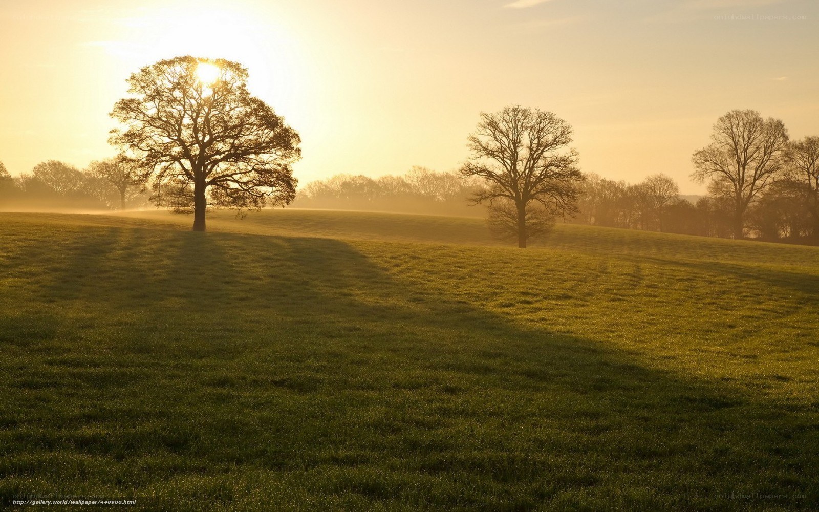 Sunset over a misty field
