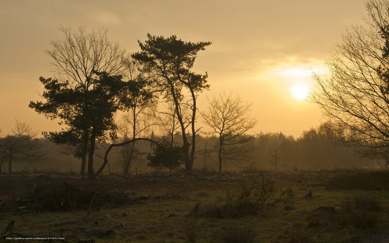 Sunset over a misty forest