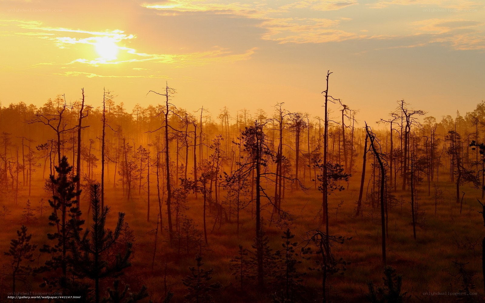 Sunset over a misty forest