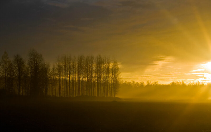 Sunset over a misty forest