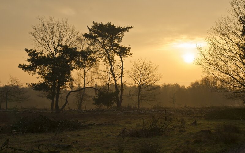 Sunset over a misty forest
