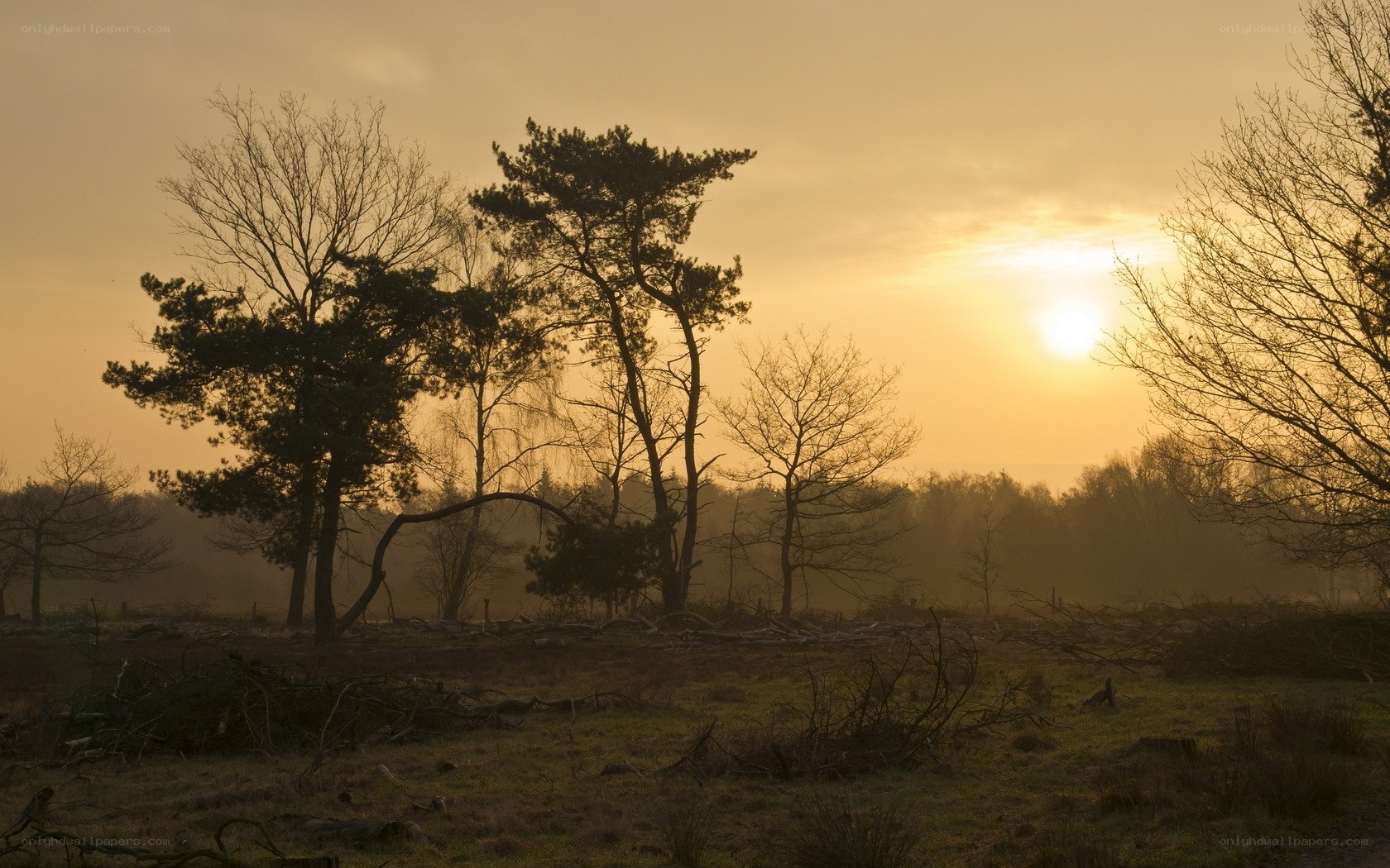 Sunset over a misty forest
