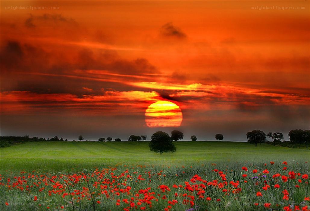Sunset over a poppy field