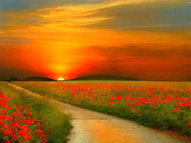 Sunset over a poppy field