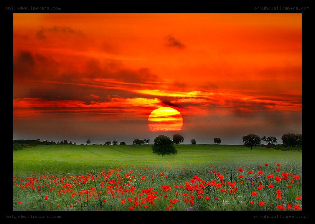 Sunset over a poppy field