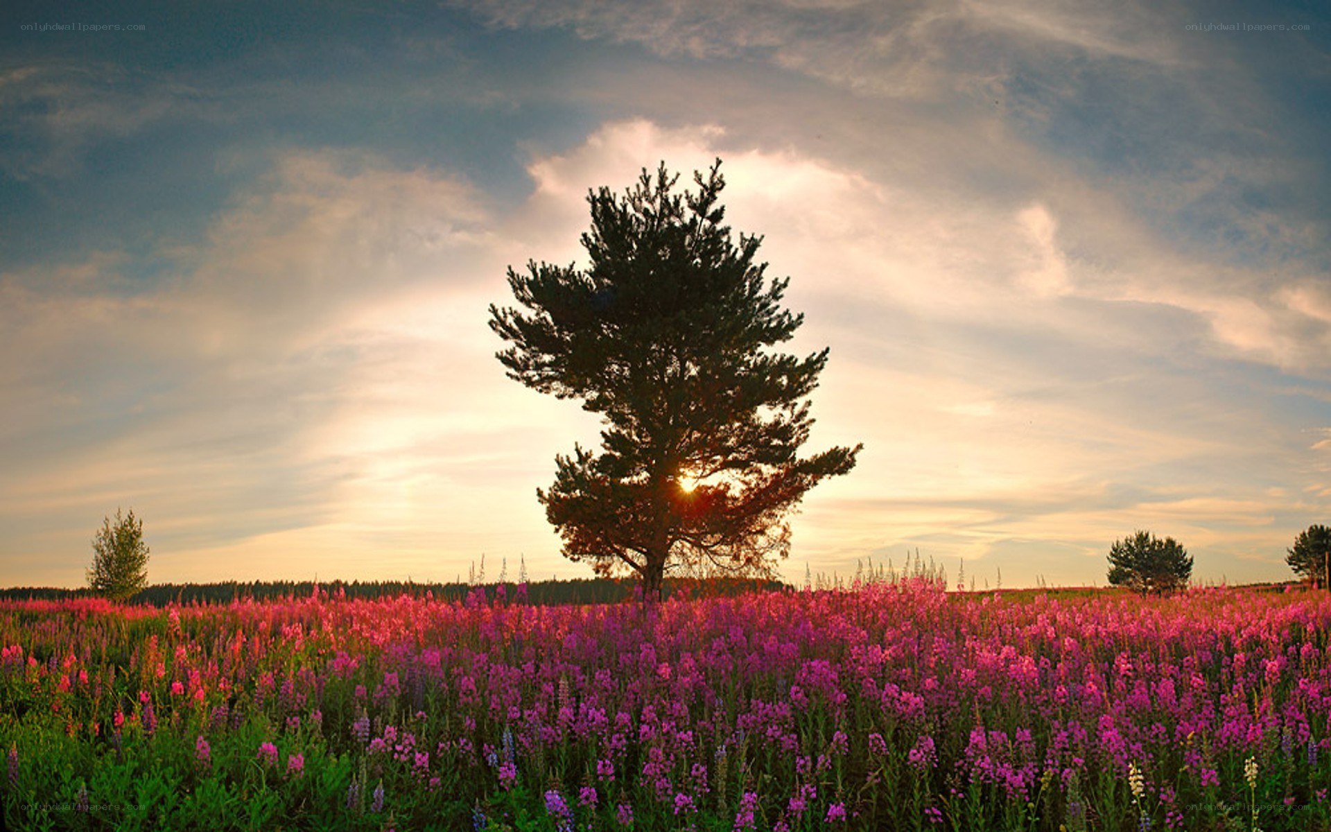 sunset over a purple flower field