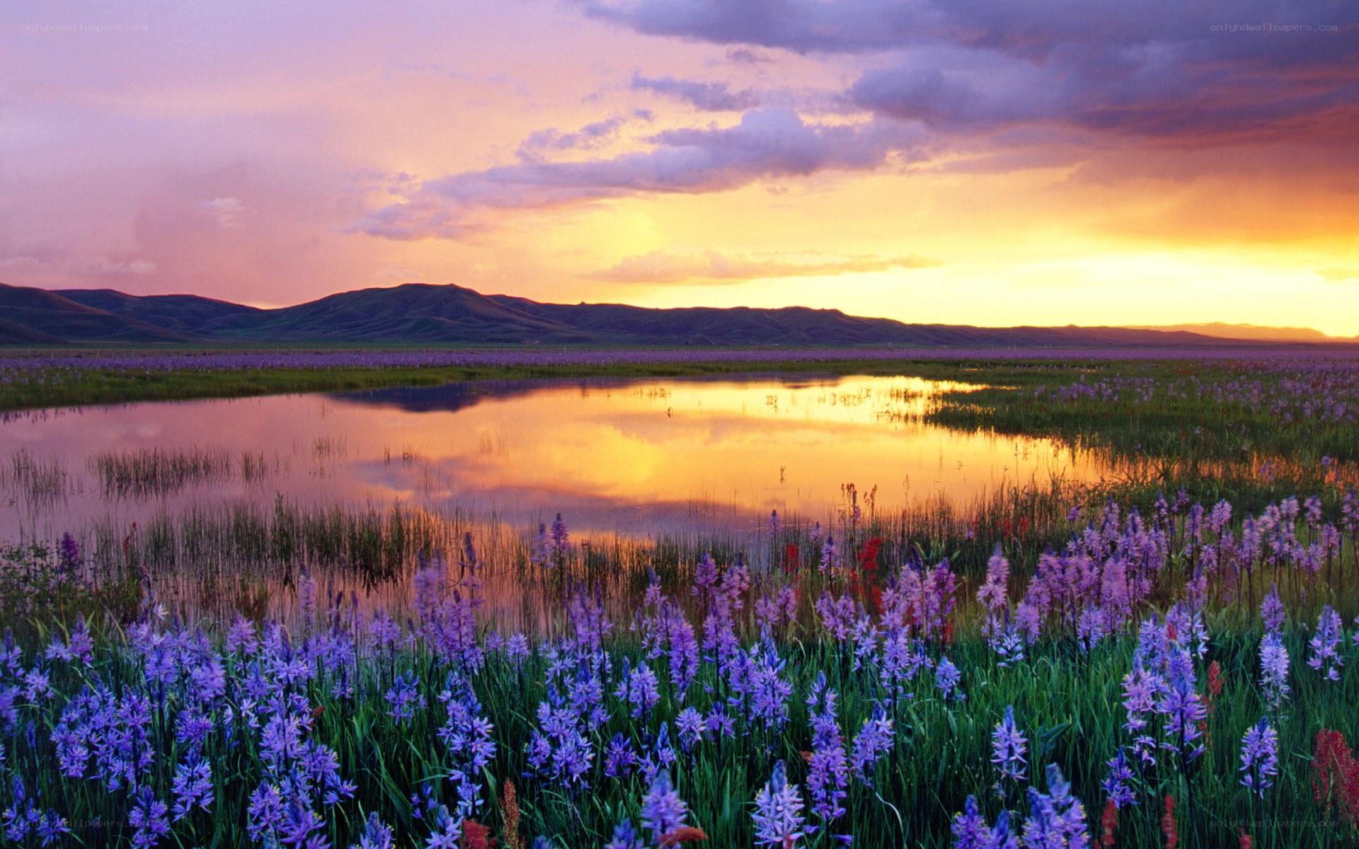 Sunset over a purple flower field