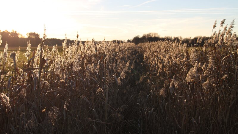 Sunset over a reed field
