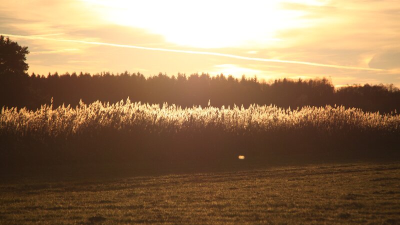 Sunset over a reed field