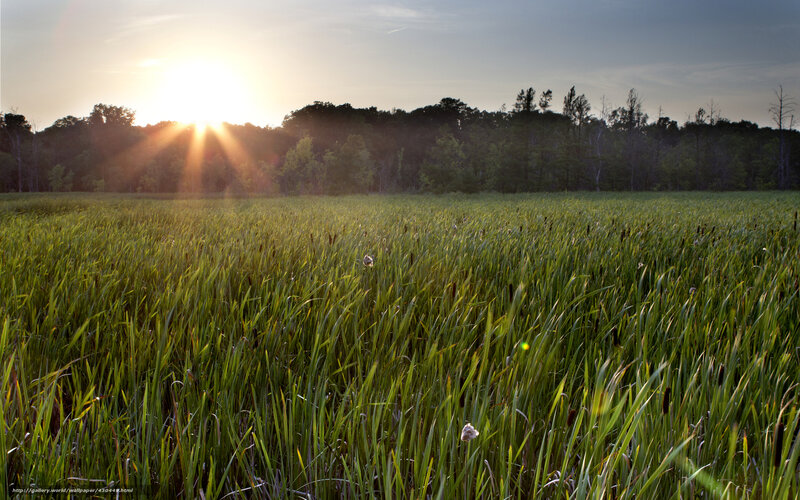 Sunset over a reed field