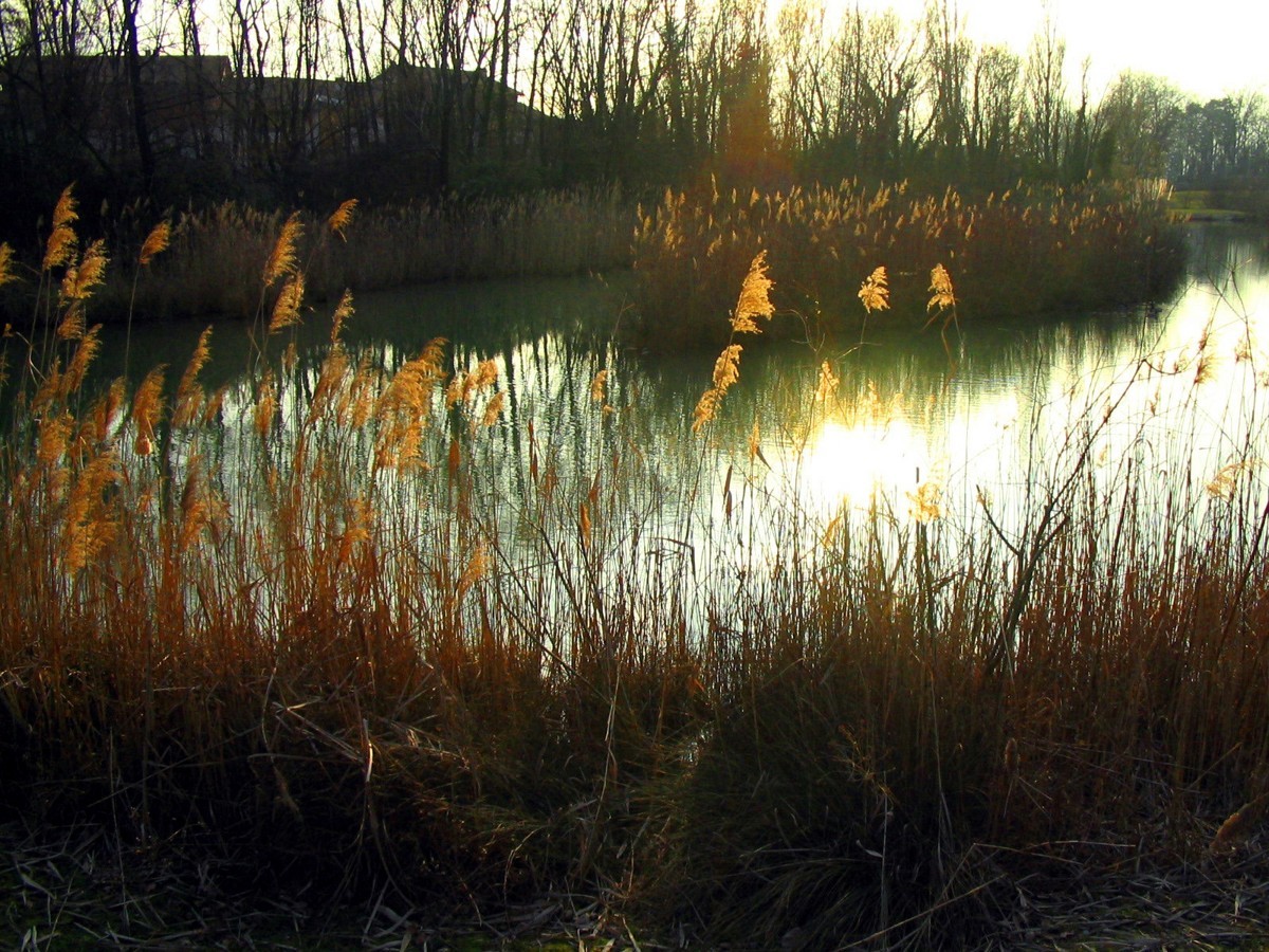 Sunset over a reed-filled pond