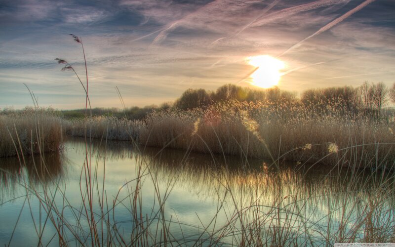 Sunset over a reed-filled pond