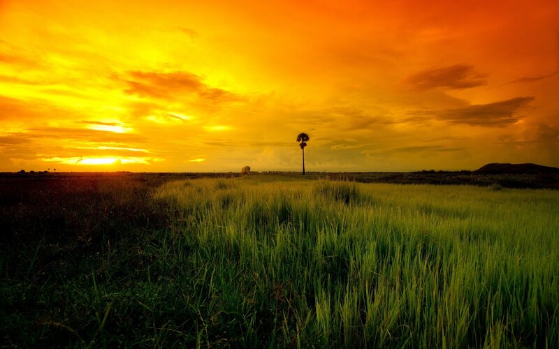 Sunset over a rice field