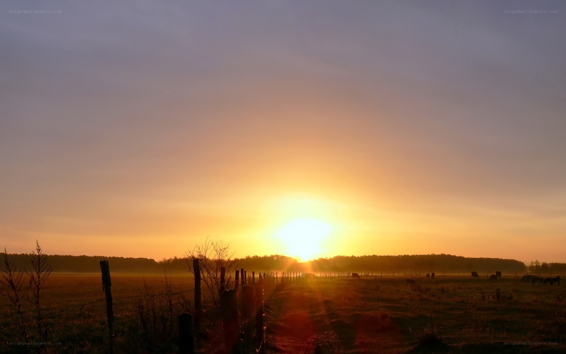 Sunset over a rural field