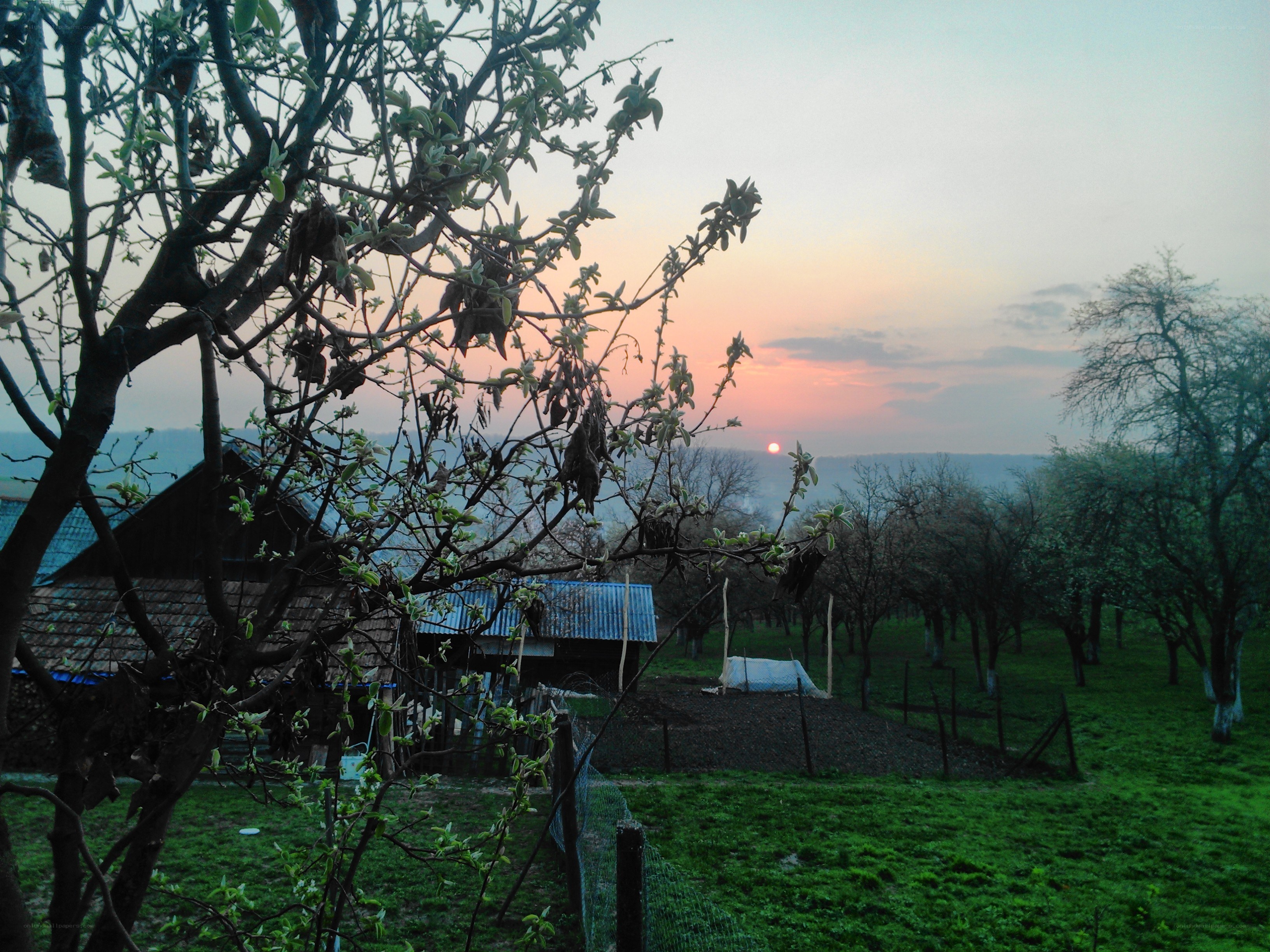 Sunset over a rural orchard