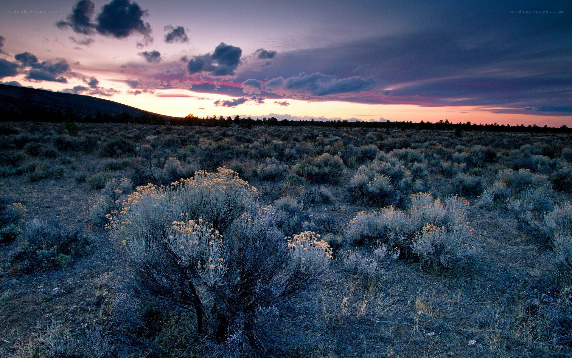 Sunset over a sagebrush field