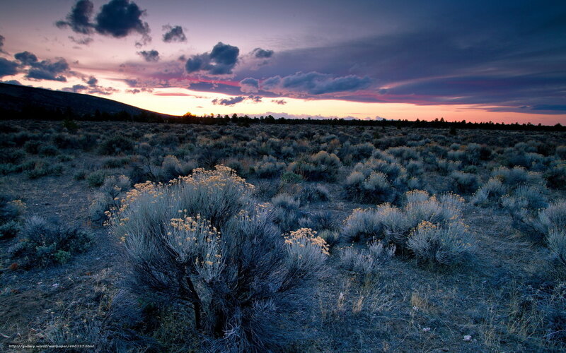Sunset over a sagebrush field