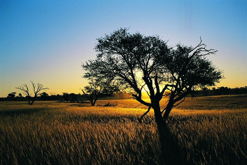 Sunset over a savanna