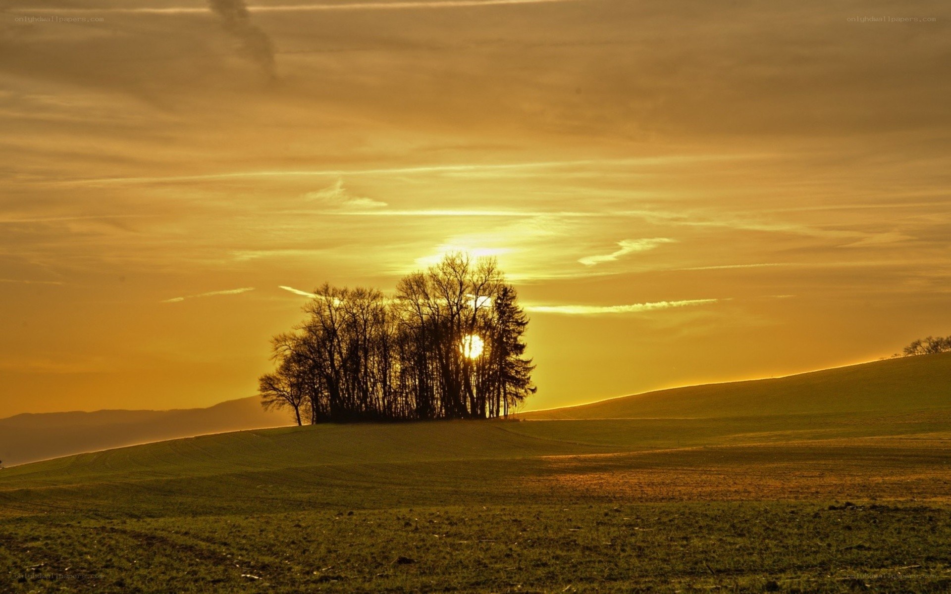 Sunset over a solitary tree