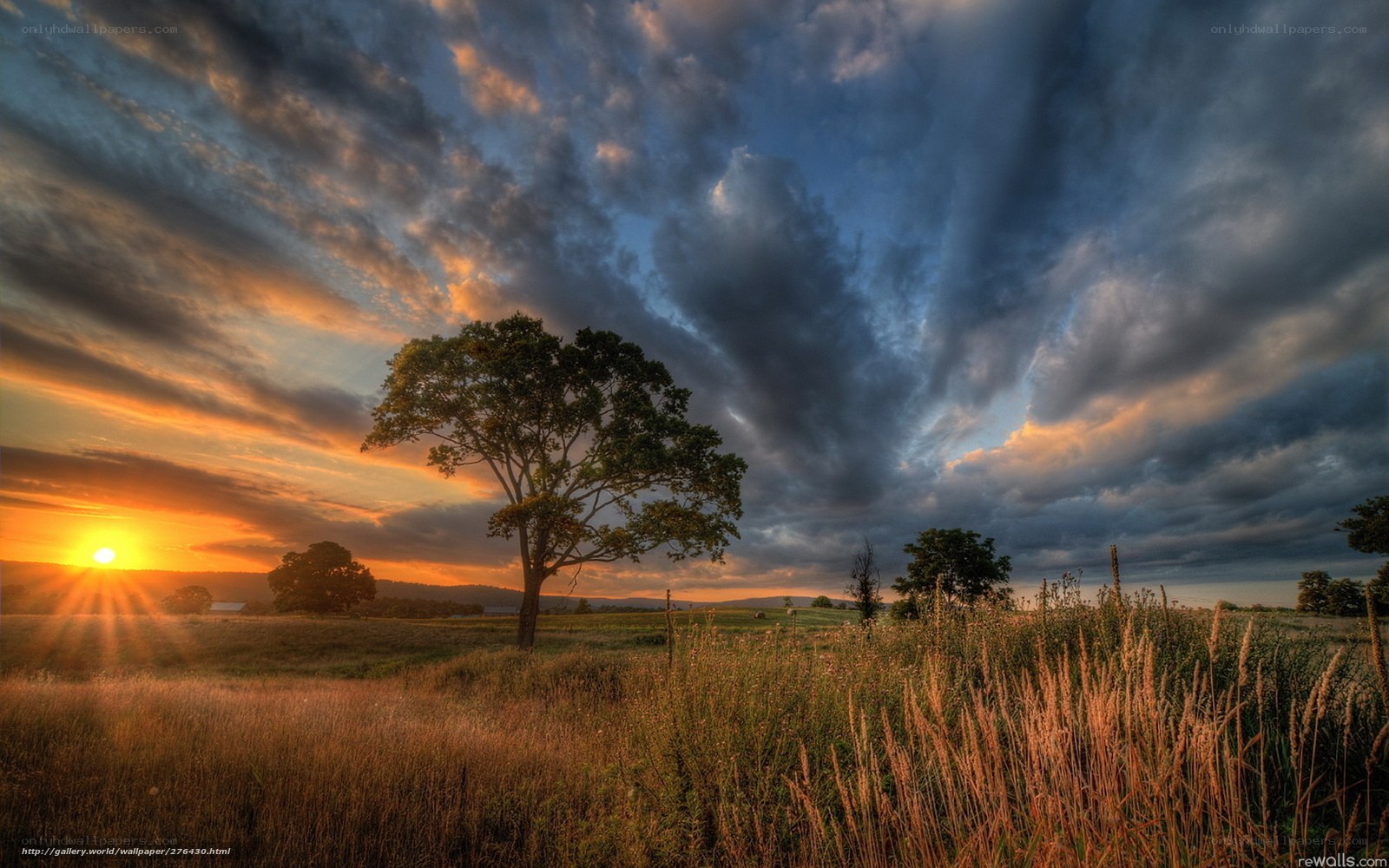 Sunset over a solitary tree