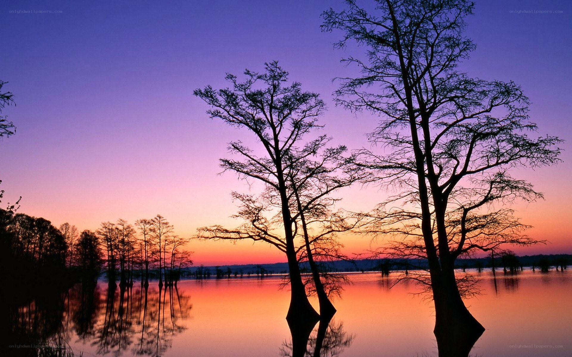 Sunset over a swamp lake
