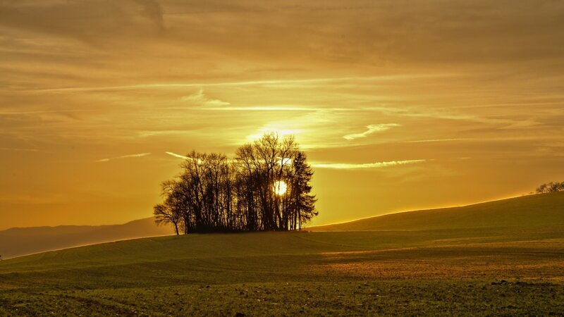 Sunset over a tree grove