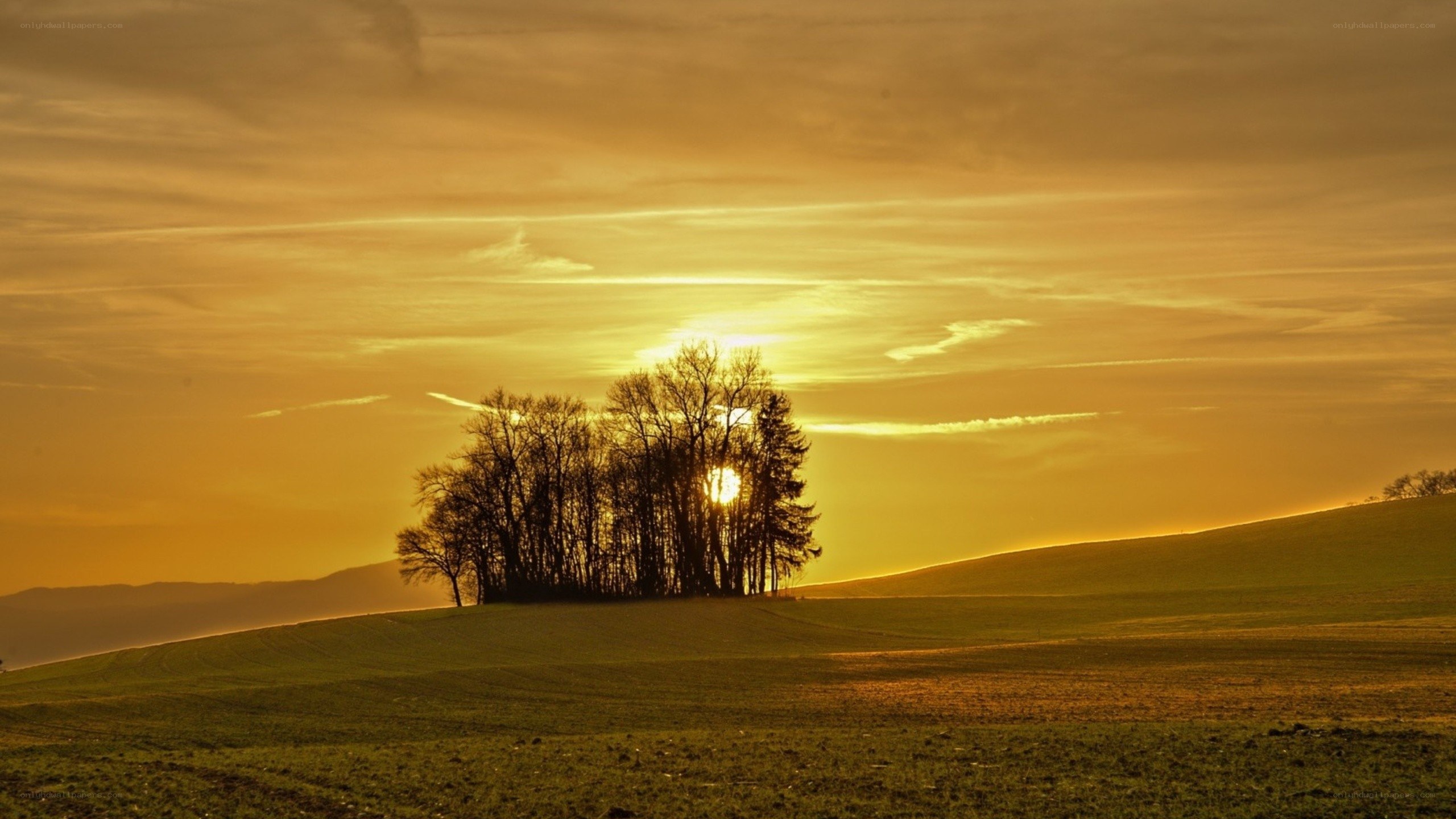 Sunset over a tree grove